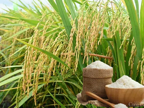 Giá lúa gạo hôm nay 25/12/2025: Thị trường ổn định, gạo tăng nhẹ, lúa giữ giá cuối vụ