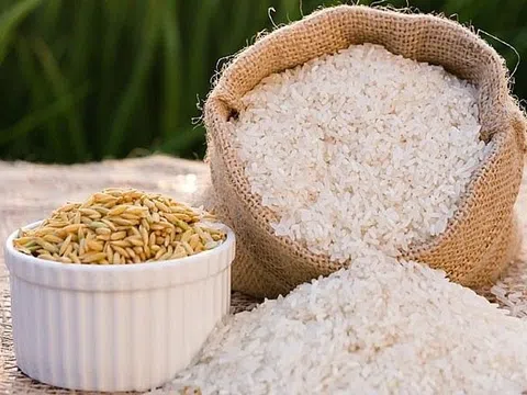 Giá lúa gạo hôm nay 26/12/2025: Thị trường lúa tăng mạnh cuối năm, gạo ổn định, xuất khẩu giữ giá cao