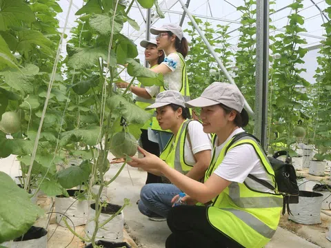 Thực trang kết nối các điểm du lịch nông nghiệp, nông thôn tỉnh Bắc Ninh