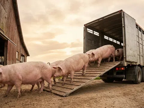 Giá heo hơi hôm nay 12/2/2026: Đồng loạt giảm, giao dịch phổ biến 71.000 – 73.000 đồng/kg