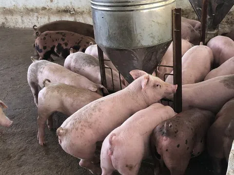 Giá heo hơi hôm nay 13/2/2026: Ổn định, dao động từ 70.000 – 73.000 đồng/kg