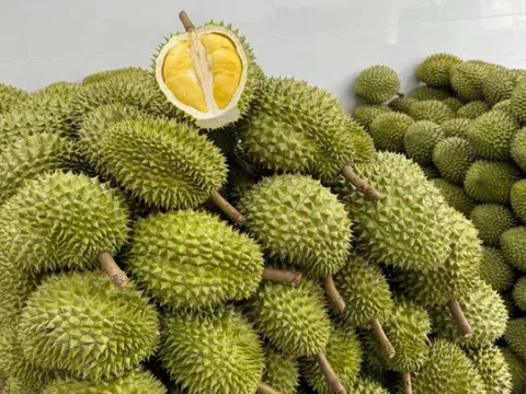 Giá sầu riêng hôm nay 13/2/2026: Thị trường trầm lắng, giá đi ngang