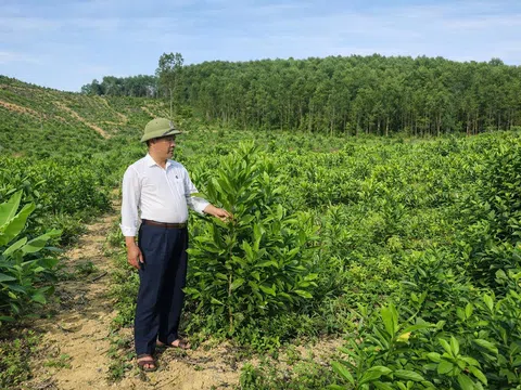 Xuân trên những cánh rừng tái sinh