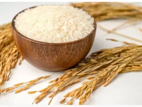 Giá lúa gạo hôm nay 10/3/2026: Thị trường ổn Định, giao dịch cầm chừng