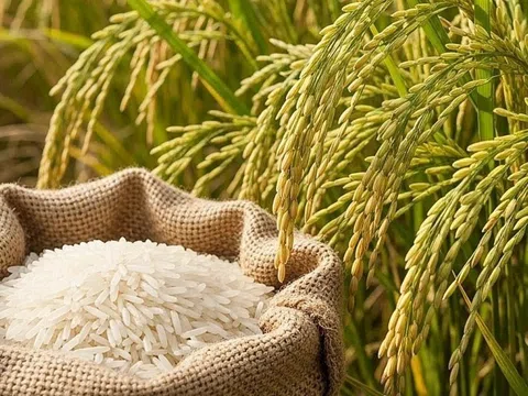 Giá lúa gạo hôm nay 11/3/2026: Thị trường ổn Định, gạo xuất khẩu tăng nhẹ