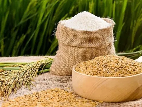 Giá lúa gạo hôm nay 13/3/2026: Thị trường ổn định, xuất khẩu tăng trưởng mạnh