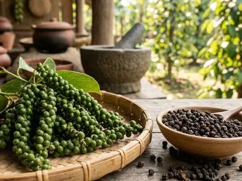 Giá tiêu hôm nay 16/3/2026: Cập nhật giá tiêu mới nhất trong nước, quốc tế