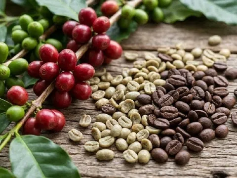 Giá cà phê hôm nay 23/3/2026: Duy trì ở ngưỡng cao 94.000 đ/kg