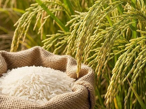 Giá lúa gạo hôm nay 23/3/2026: Lúa tươi giảm nhẹ, gạo giữ giá