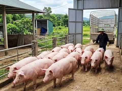 Giá heo hơi hôm nay 24/3: Miền Nam lập đỉnh 69.000 đồng/kg, miền Bắc giảm nhẹ