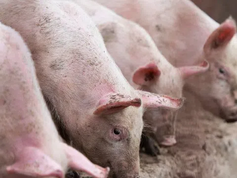 Giá heo hơi hôm nay 25/3: Miền Bắc giảm nhẹ 1.000 - 2.000 đồng/kg