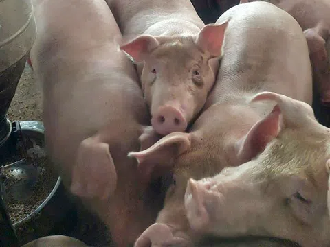 Giá heo hơi hôm nay 26/3: Thị trường lặng sóng, cao nhất 69.000 đồng/kg