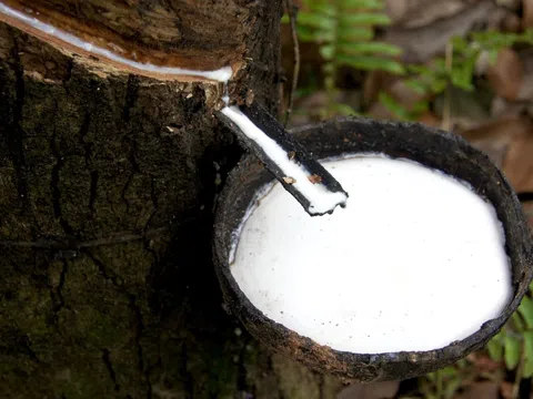 Giá cao su hôm nay 27/3/2026: Giá cao su thế giới tăng, trong nước ổn định