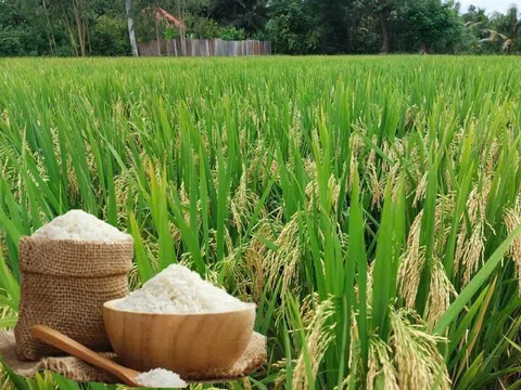 Giá lúa gạo hôm nay 27/3/2026: Giao dịch trầm lắng, một số mặt hàng biến động nhẹ