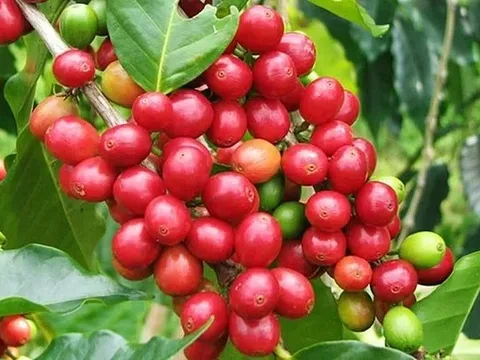 Giá cà phê hôm nay 28/3/2026: Thị trường tiếp tục giảm sâu, xu hướng đi xuống