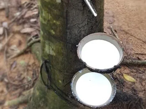 Giá cao su hôm nay 28/3/2026: Thị trường phân hóa, Nhật Bản tăng mạnh