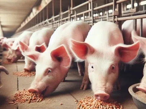 Giá heo hơi hôm nay 28/3: Miền Bắc Và Miền Trung tiếp đà giảm