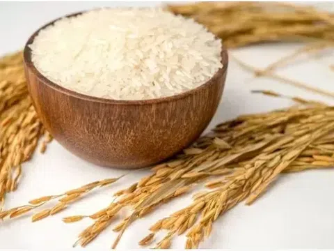 Giá lúa gạo hôm nay 28/3/2026: Thị trường ổn định, xuất khẩu gặp khó