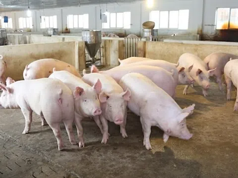 Giá heo hơi hôm nay 30/3: Miền Bắc, Miền Trung tiếp đà giảm