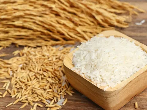 Giá lúa gạo hôm nay 30/3/2026: Thị trường bình ổn, giao dịch chậm