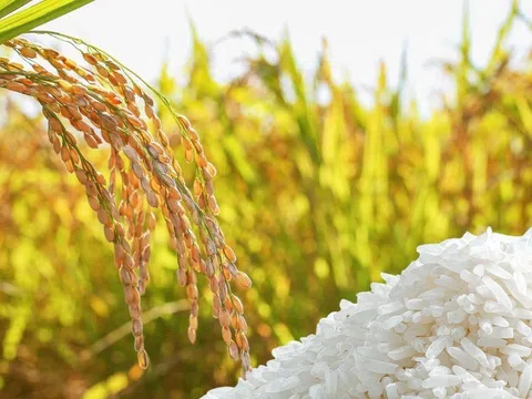 Giá lúa gạo hôm nay 2/4/2026: Khởi sắc trở lại