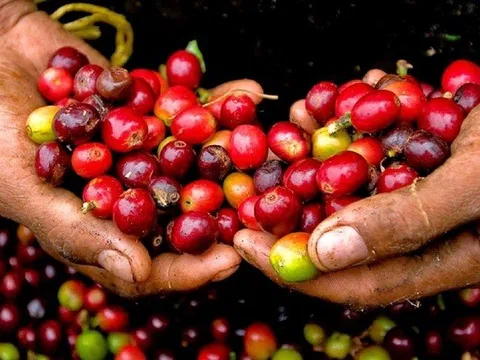 Giá cà phê hôm nay 3/4/2026: Phục hồi trở lại mốc 90.000 đồng/kg