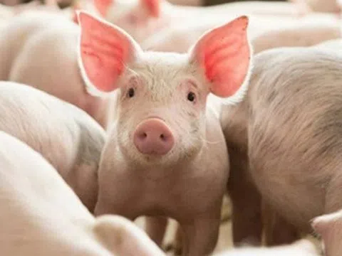 Giá heo hơi hôm nay 3/4: Phục hồi, miền Bắc và miền Trung tăng tốc