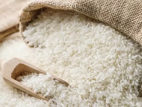 Giá lúa gạo hôm nay 3/4: Giá lúa tươi có xu hướng tăng