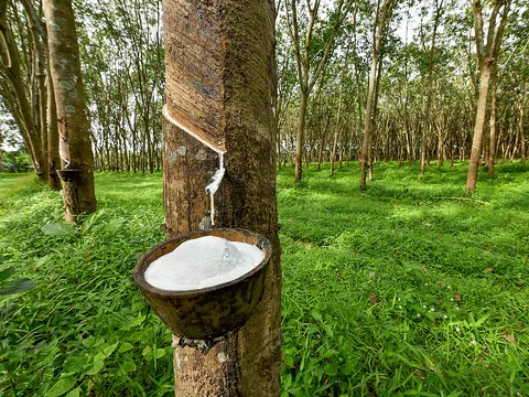 Giá cao su hôm nay 4/4/2026: Cập nhật giá cao su trong nước và quốc tế
