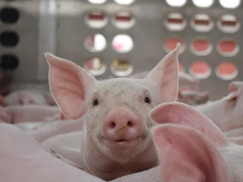 Giá heo hơi hôm nay 4/4: Xu hướng phục hồi rõ nét