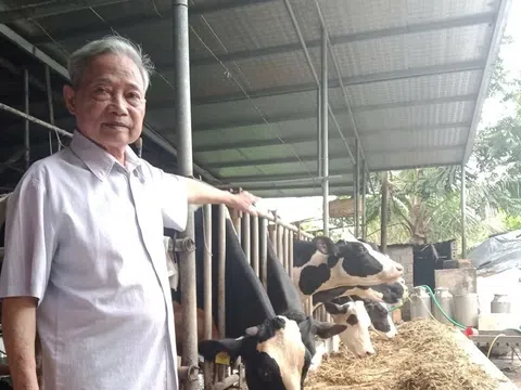 Người nông dân 77 tuổi làm giàu từ mô hình chăn nuôi bò sữa