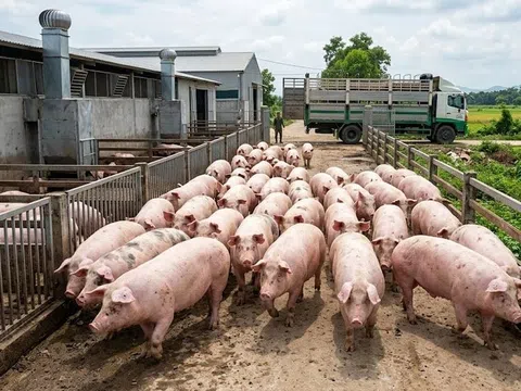 Giá heo hơi hôm nay 5/4: Biến động trái chiều tuần qua