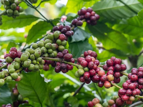 Giá cà phê hôm nay 8/4/2026: Trong nước đi ngang