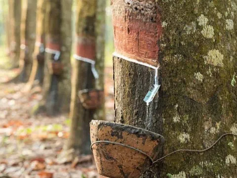 Giá cao su hôm nay 9/4/2026: Cập nhật giá cao su trong nước và quốc tế