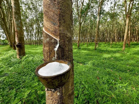 Giá cao su hôm nay 10/4/2026: Cập nhật giá cao su trong nước và quốc tế