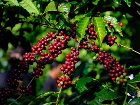 Giá cà phê hôm nay 11/4/2026: Điều chỉnh giảm, thị trường giằng co