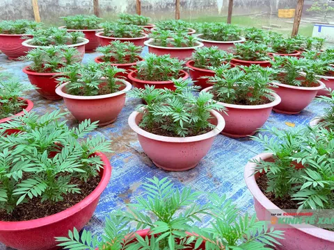 Người dân Cần Thơ tất bật trồng hoa Tết, kỳ vọng vụ mùa khởi sắc