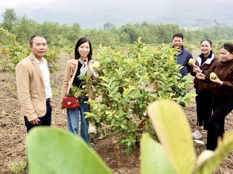 Hiệu quả từ mô hình trồng ổi Đài Loan theo tiêu chuẩn VietGAP