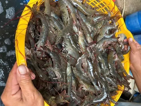 Giải pháp phát triển bền vững nghề nuôi tôm ở Nghệ An