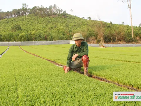 Người tiên phong ứng dụng công nghệ hiện đại vào sản xuất lúa