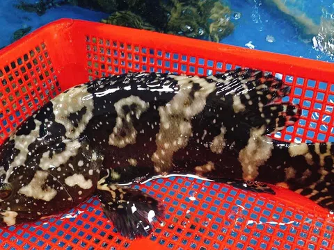 Hiệu quả từ mô hình nuôi cá mú trân châu trong ao đất