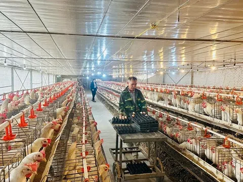 Hiệu quả từ mô hình nuôi gà sinh sản kết hợp bổ sung thảo dược