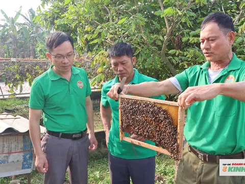 Nông dân xã Quỳnh Văn phát triển hiệu quả mô hình nuôi ong lấy mật