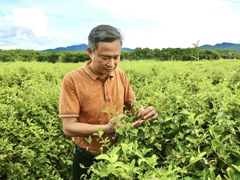 Trồng cây dược liệu – Hướng sinh kế bền vững cho bà con miền Tây Nghệ An