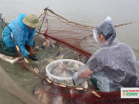 Nông dân loay hoay tìm đầu ra cho cá rô phi