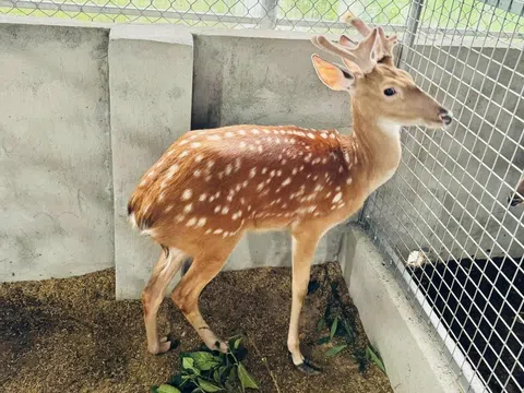 Làm giàu từ mô hình nuôi hươu sao quy mô công nghiệp