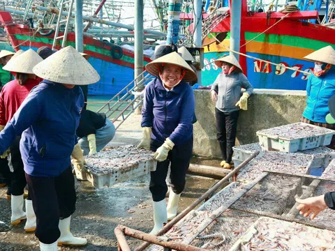 Kinh tế làng ven biển khởi sắc nhờ nghề chế biến cá cơm truyền thống