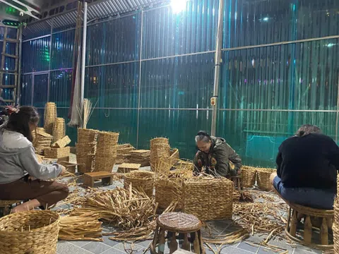 Bèo tây xuất khẩu mở hướng sinh kế mới cho người dân vùng cao xứ Nghệ