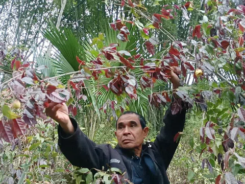 Người dân vùng cao đổ xô hái “lộc rừng” thu tiền triệu mỗi ngày