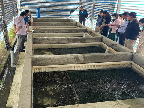 Hiệu quả từ mô hình nuôi lươn không bùn ở Thành Vinh